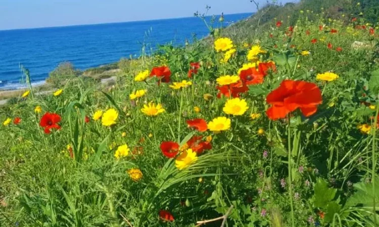 Vårblomster Nord Kypros