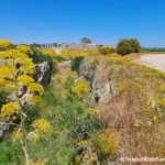 Fargesterke vårblomster i «paradishagen» Nord Kypros