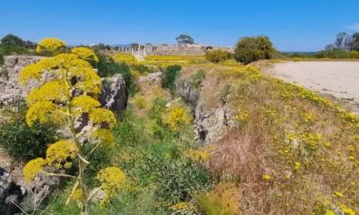 Fargesterke vårblomster i «paradishagen» Nord Kypros